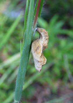 Gulf Fritillary chrysalis